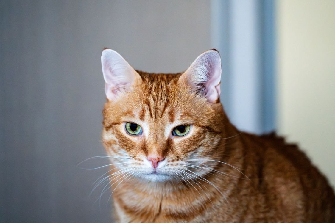 Echtes Foto einer orange getigerten Katze